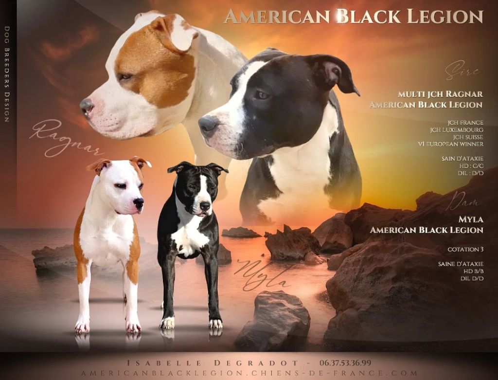 chiot American Staffordshire Terrier American Black Legion