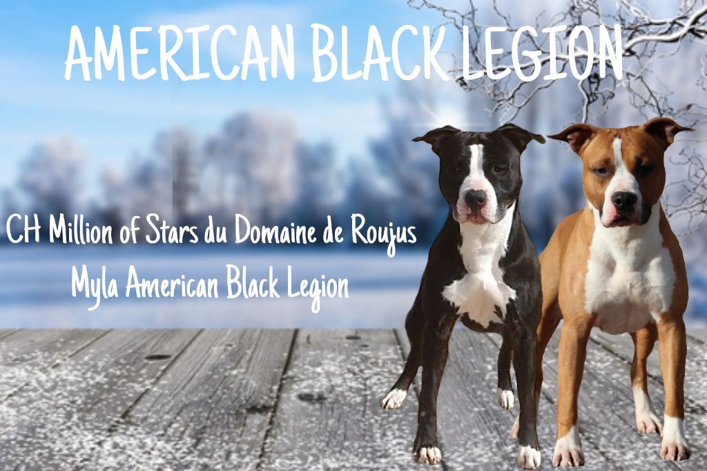 American Black Legion - American Staffordshire Terrier - Portée née le 20/11/2021