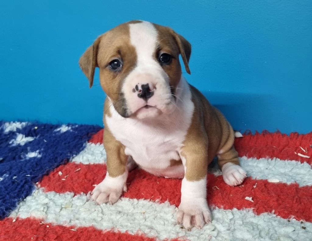 American Black Legion - Chiot disponible  - American Staffordshire Terrier