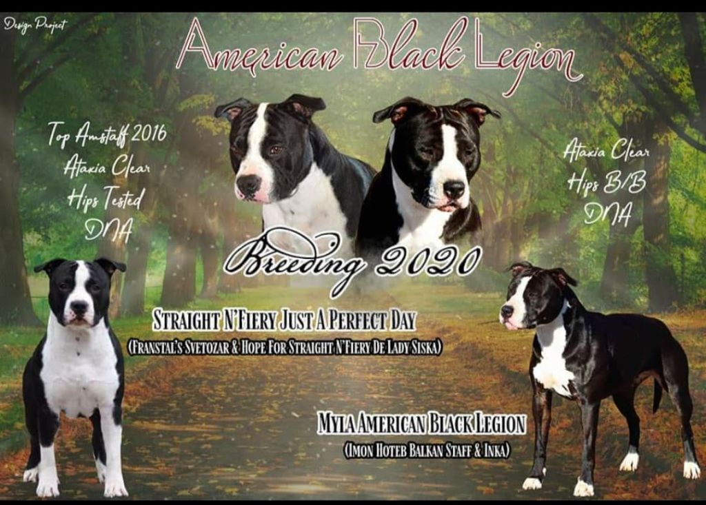 American Black Legion - American Staffordshire Terrier - Portée née le 07/04/2020
