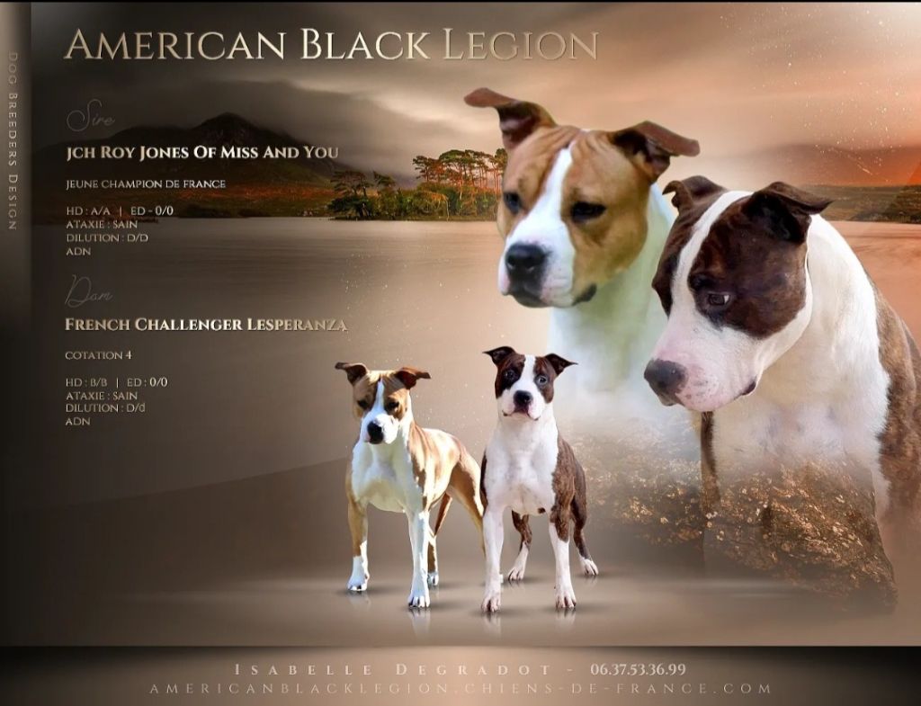 American Black Legion - American Staffordshire Terrier - Portée née le 26/12/2021