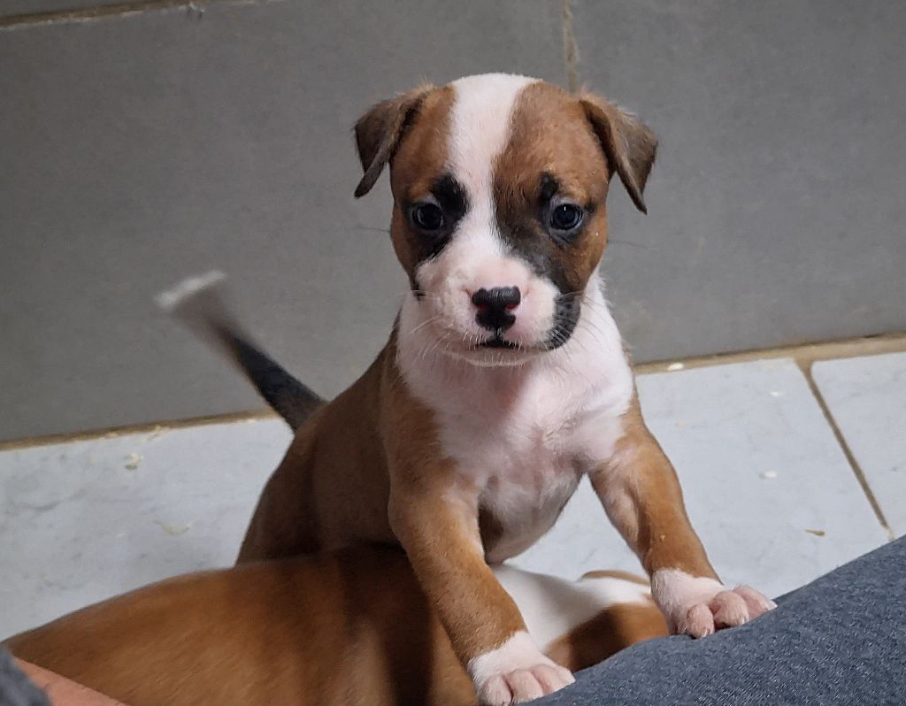 American Black Legion - Chiot disponible  - American Staffordshire Terrier