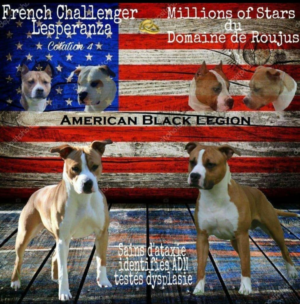 American Black Legion - American Staffordshire Terrier - Portée née le 21/08/2017