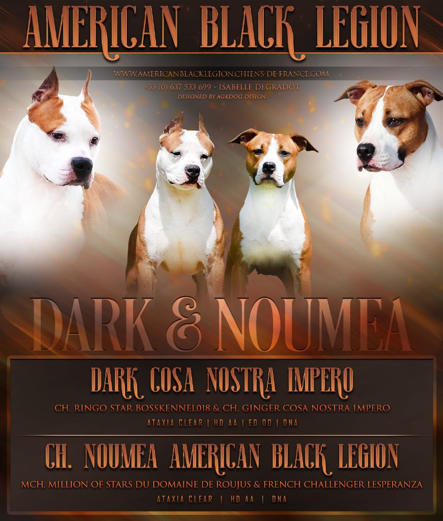 American Black Legion - American Staffordshire Terrier - Portée née le 15/02/2021