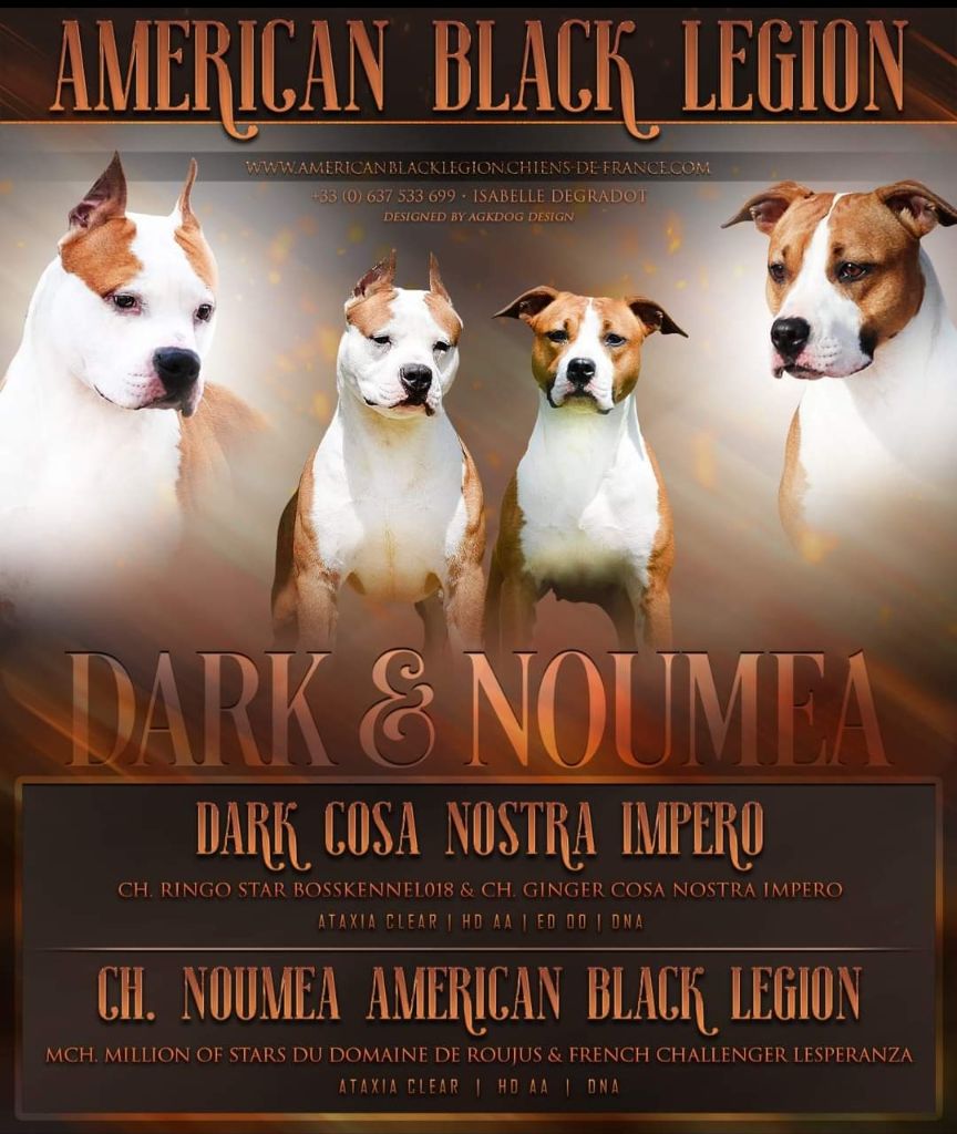 chiot American Staffordshire Terrier American Black Legion