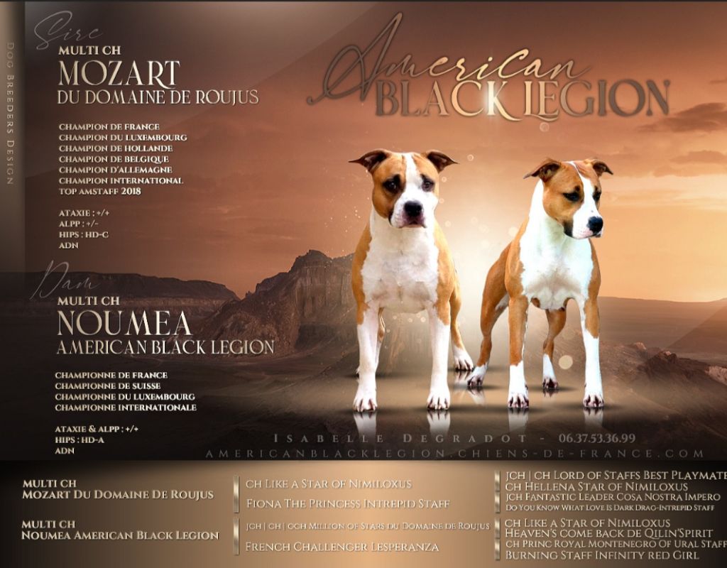 chiot American Staffordshire Terrier American Black Legion