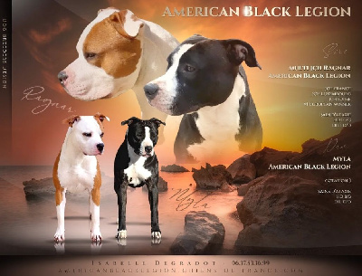 American Black Legion - American Staffordshire Terrier - Portée née le 07/06/2023