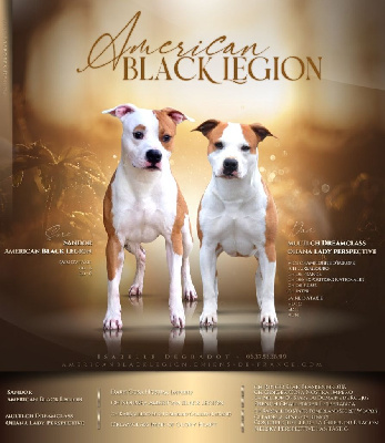 American Black Legion - American Staffordshire Terrier - Portée née le 23/12/2022