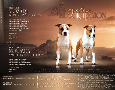 American Black Legion - American Staffordshire Terrier - Portée née le 27/12/2023