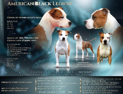 American Black Legion - American Staffordshire Terrier - Portée née le 01/07/2022