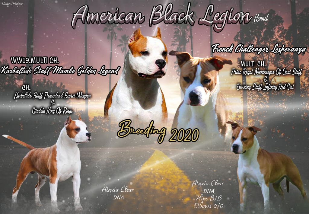 American Black Legion - American Staffordshire Terrier - Portée née le 10/11/2020