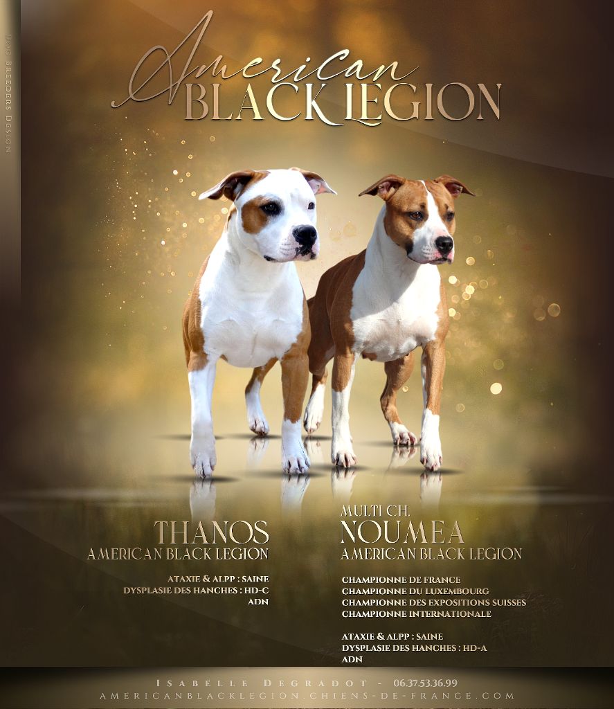 chiot American Staffordshire Terrier American Black Legion