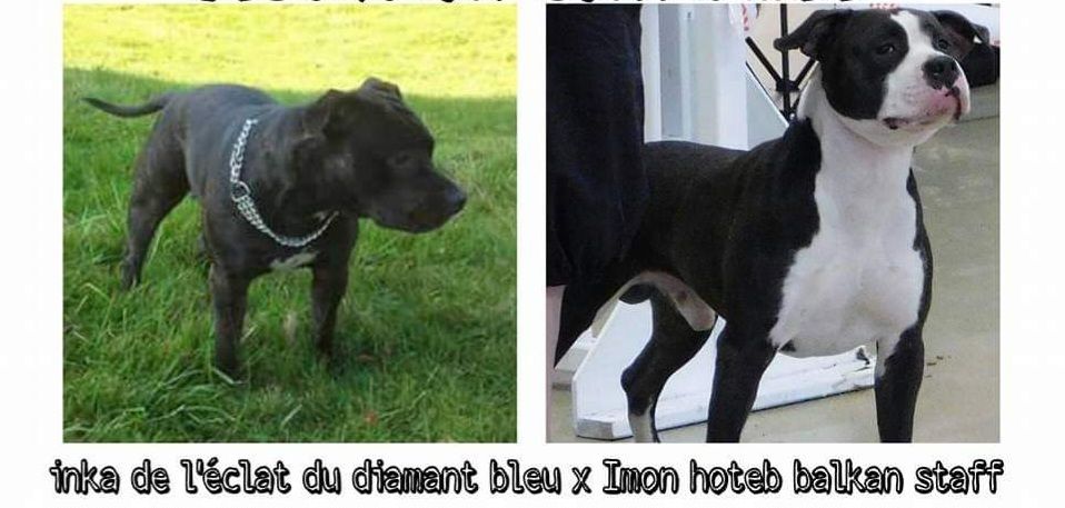 chiot American Staffordshire Terrier American Black Legion