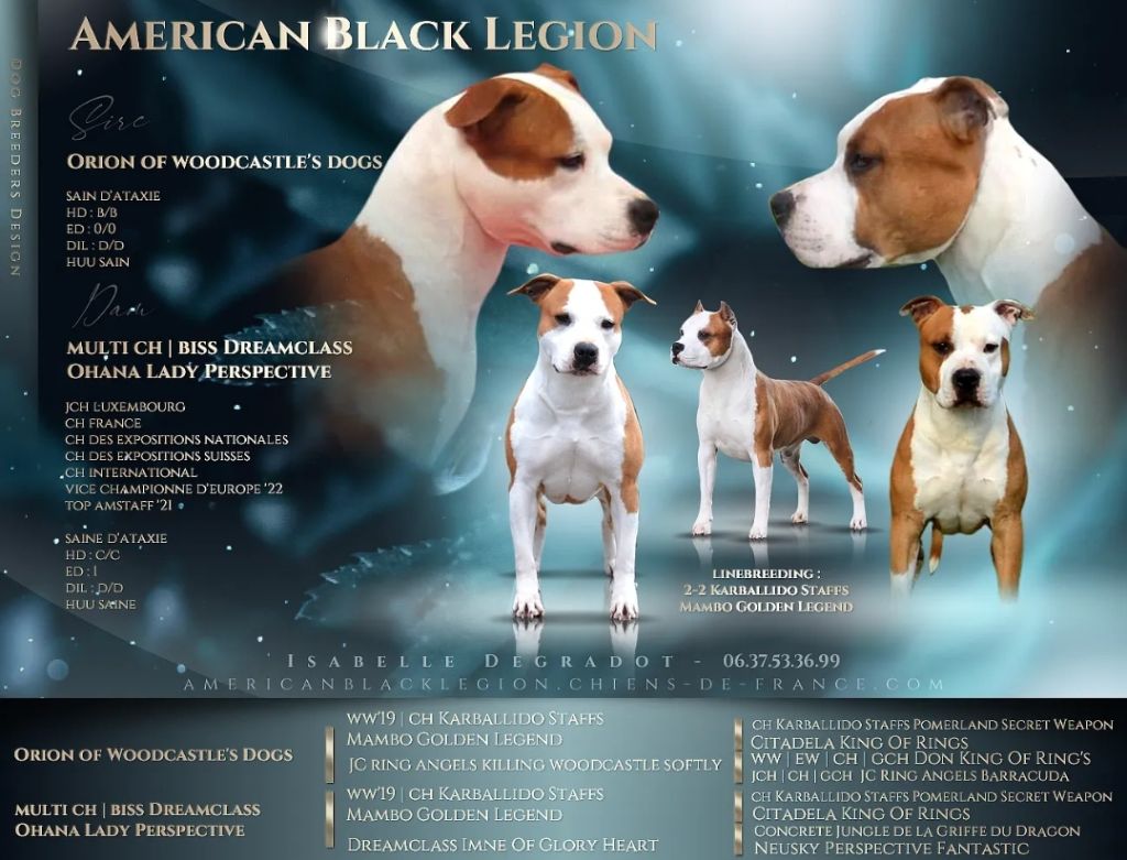 chiot American Staffordshire Terrier American Black Legion