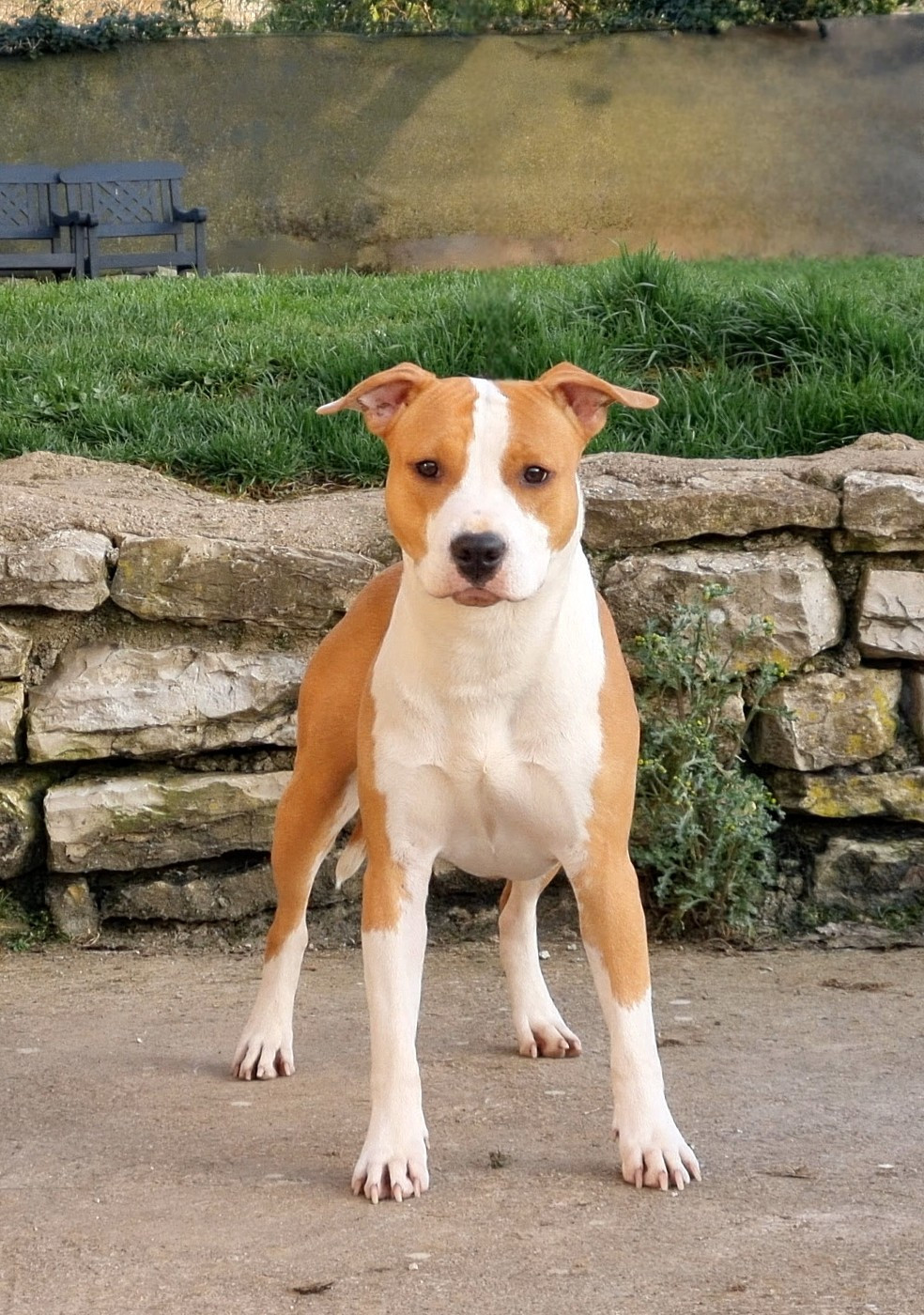 Aloha dream of hope for American Black Legion