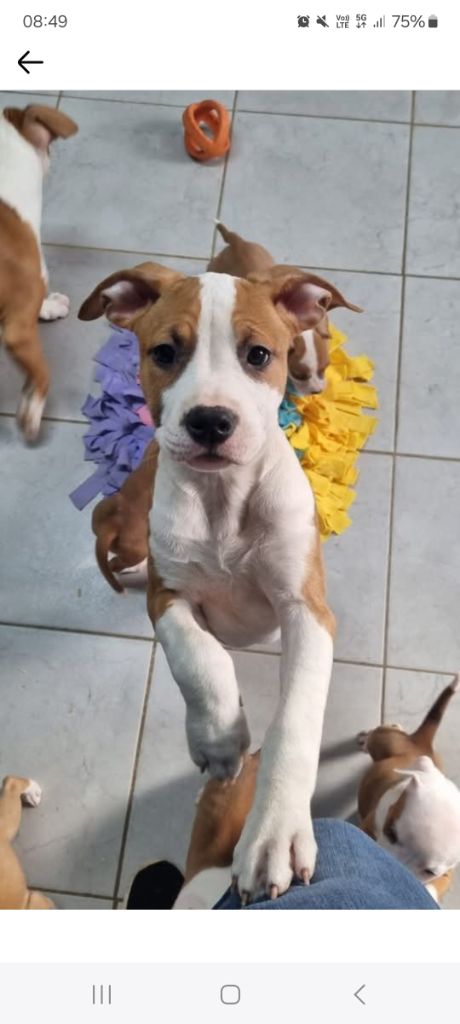 Tia