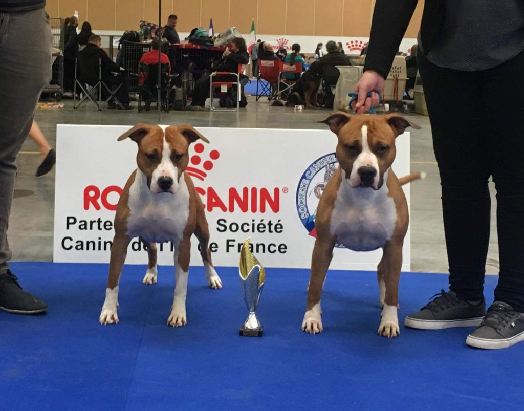 Couple & Paire exposition canine