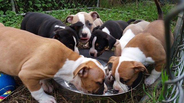 Chiots Million X Lespy