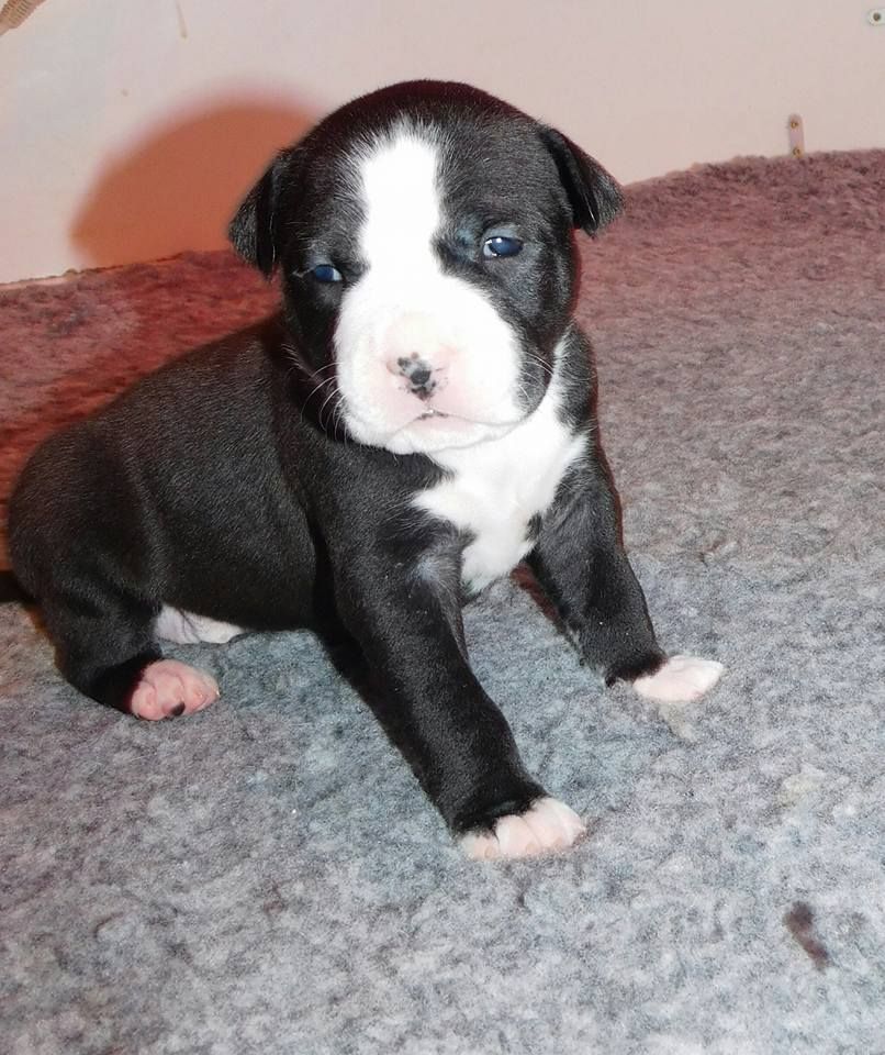 Myla