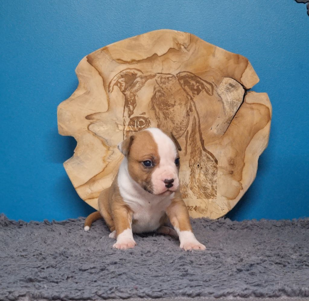 American Black Legion - Chiots disponibles - American Staffordshire Terrier