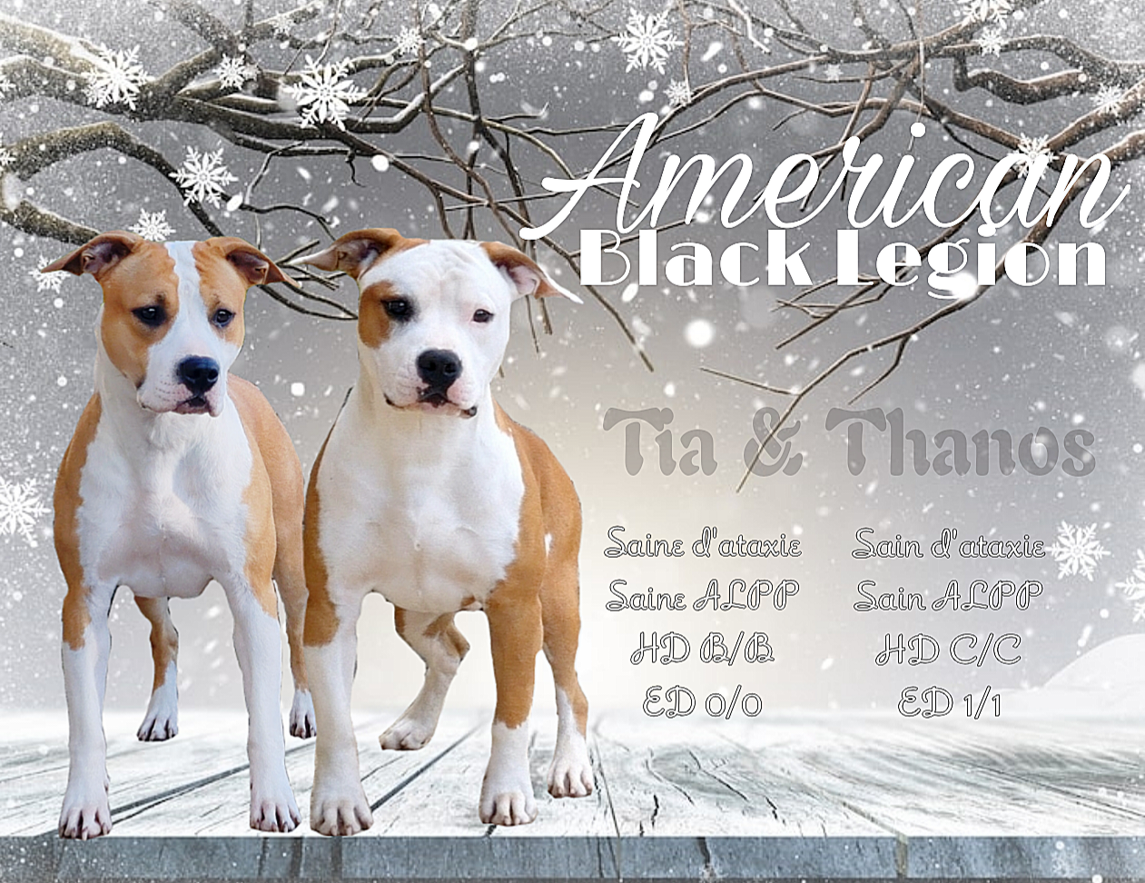 Chiot American Staffordshire Terrier American Black Legion