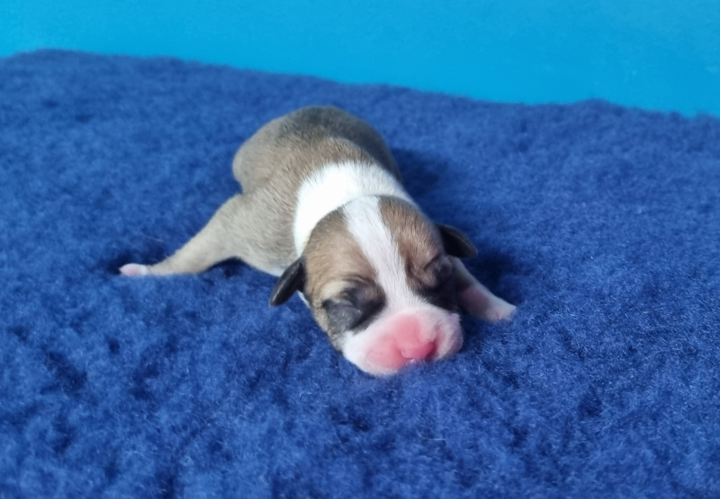 American Black Legion - Chiots disponibles - American Staffordshire Terrier