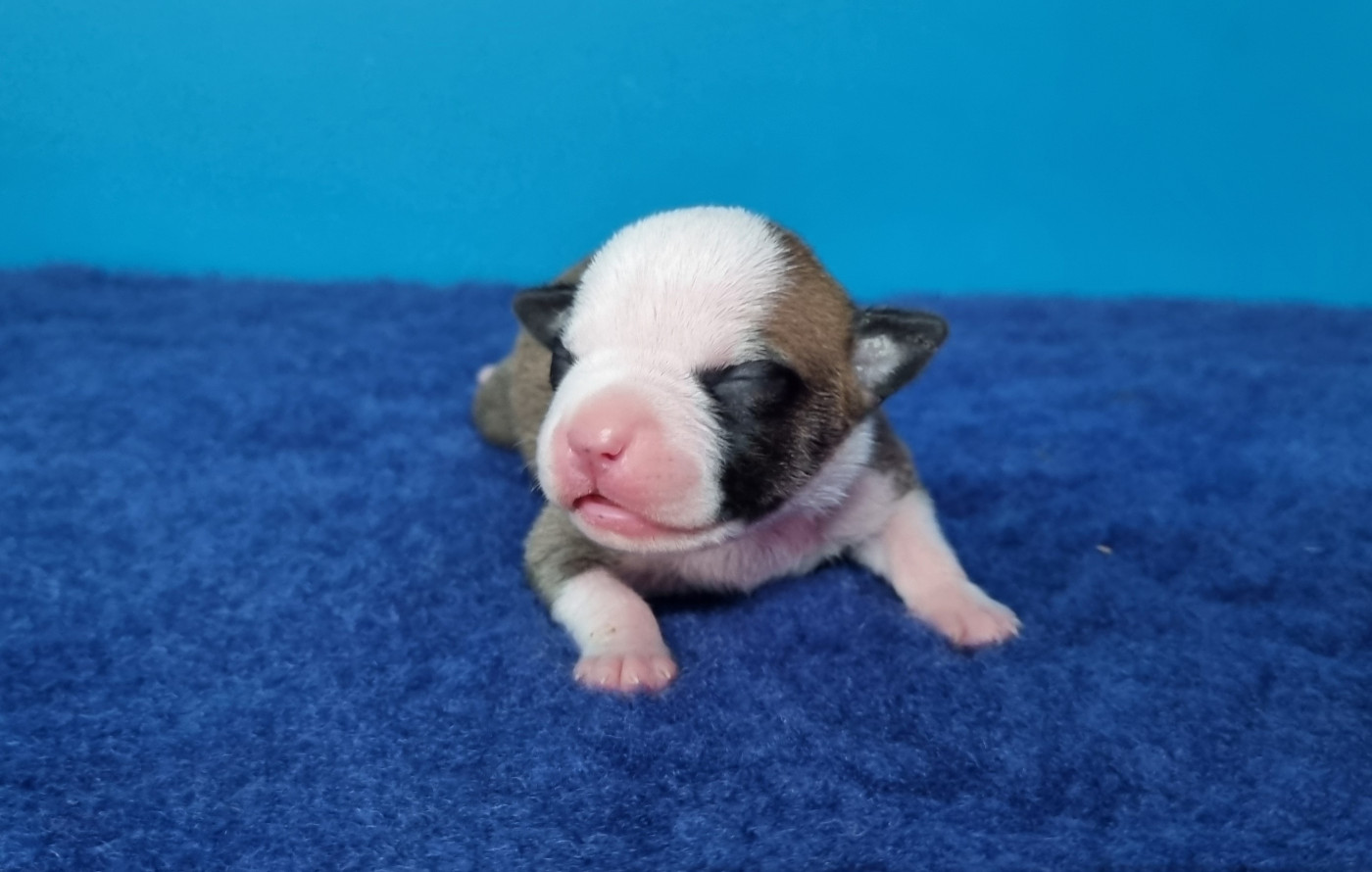 American Black Legion - Chiots disponibles - American Staffordshire Terrier