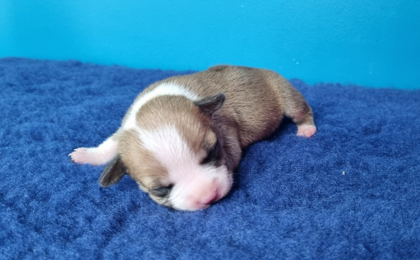American Black Legion - Chiots disponibles - American Staffordshire Terrier