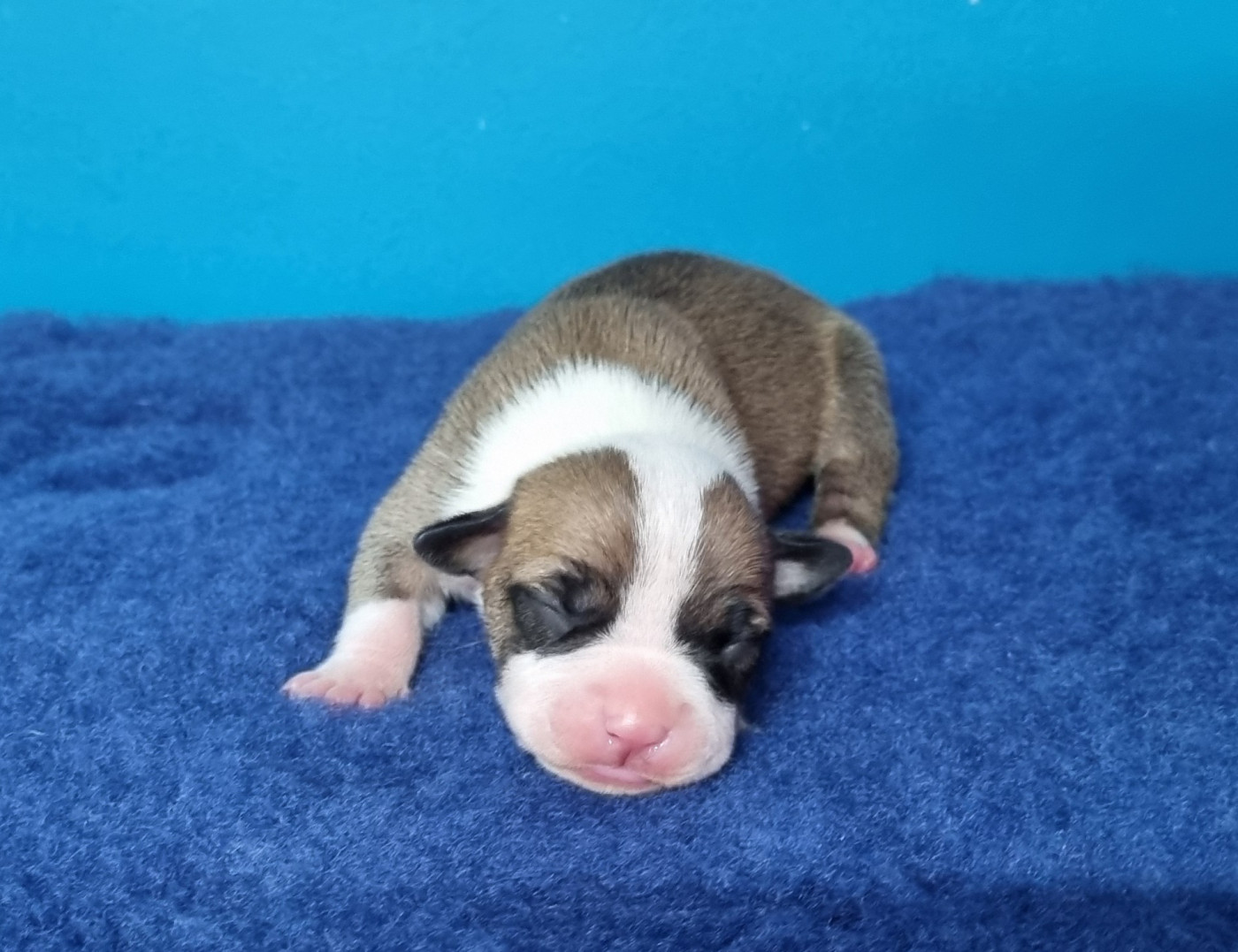 American Black Legion - Chiots disponibles - American Staffordshire Terrier
