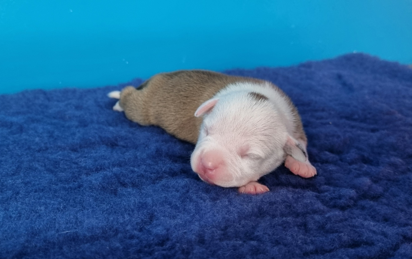 American Black Legion - Chiots disponibles - American Staffordshire Terrier