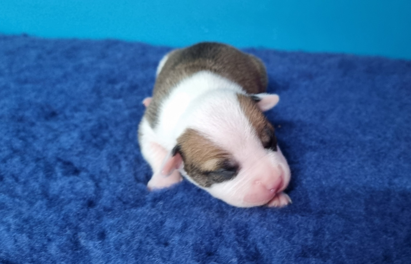 American Black Legion - Chiots disponibles - American Staffordshire Terrier