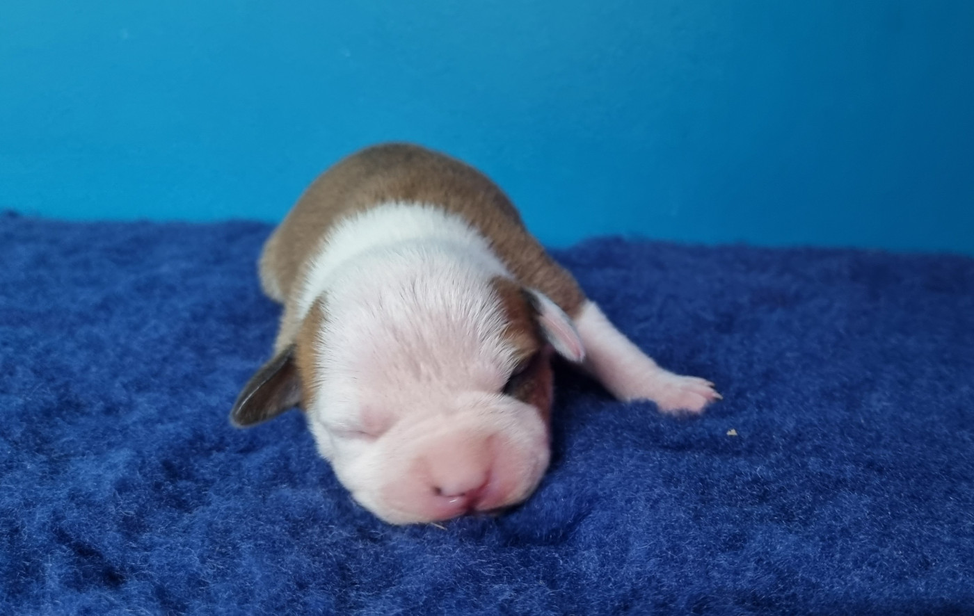 American Black Legion - Chiots disponibles - American Staffordshire Terrier
