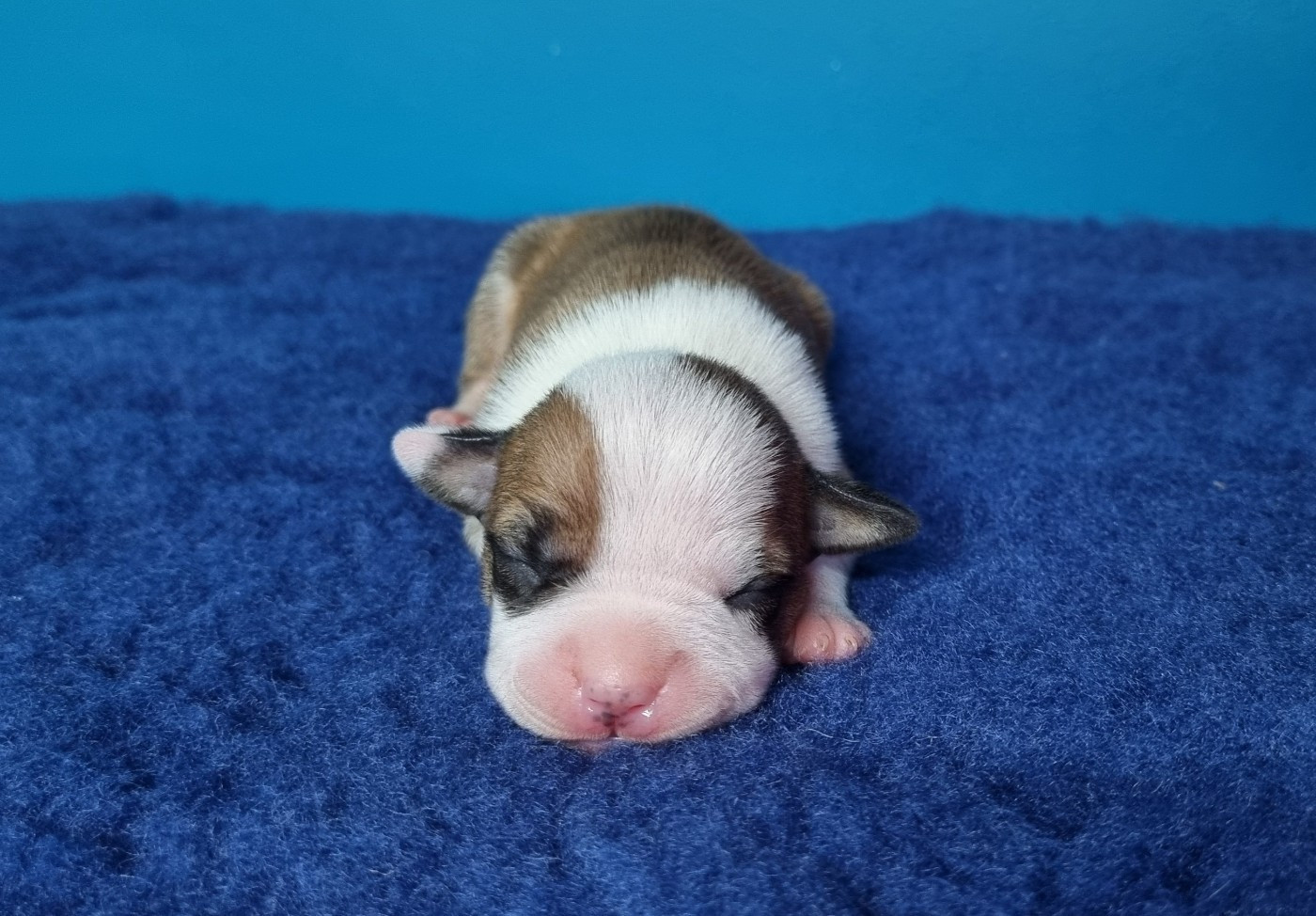 American Black Legion - Chiots disponibles - American Staffordshire Terrier