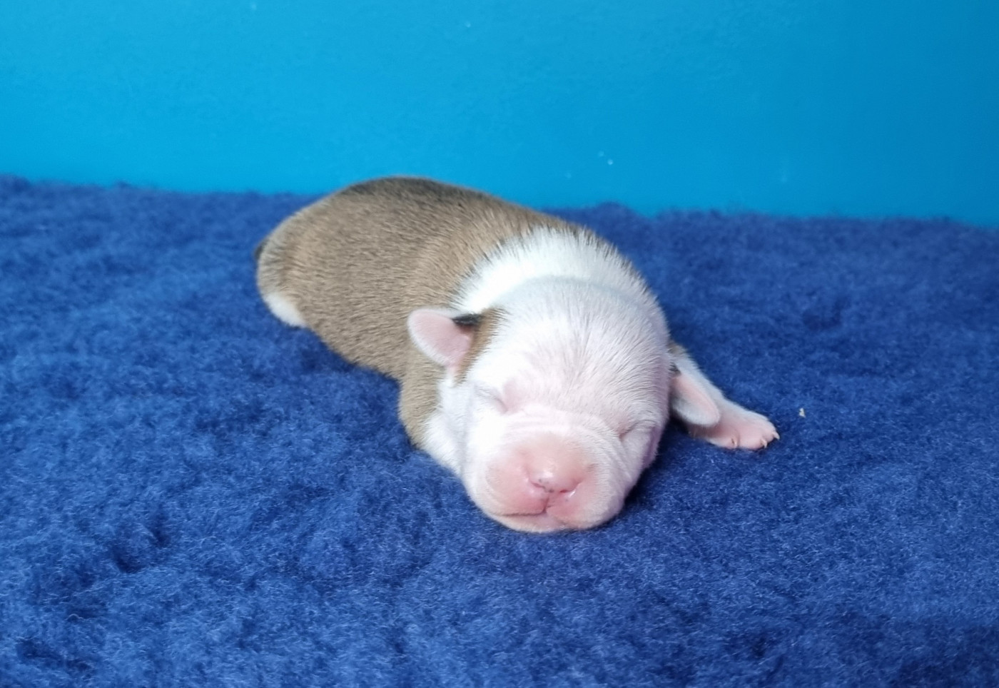 American Black Legion - Chiots disponibles - American Staffordshire Terrier