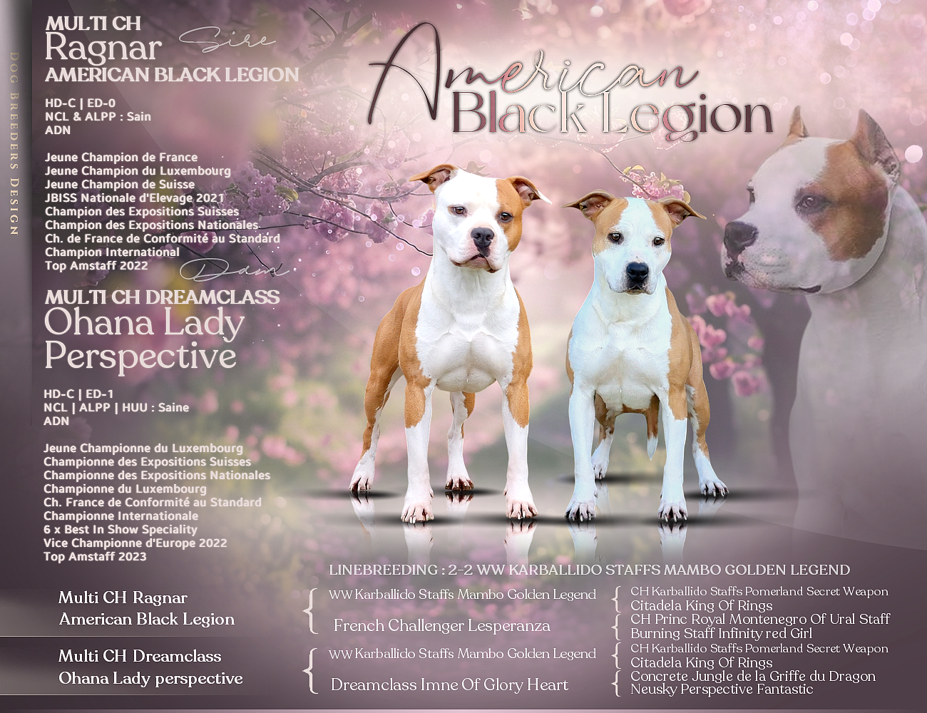 Chiot American Staffordshire Terrier American Black Legion