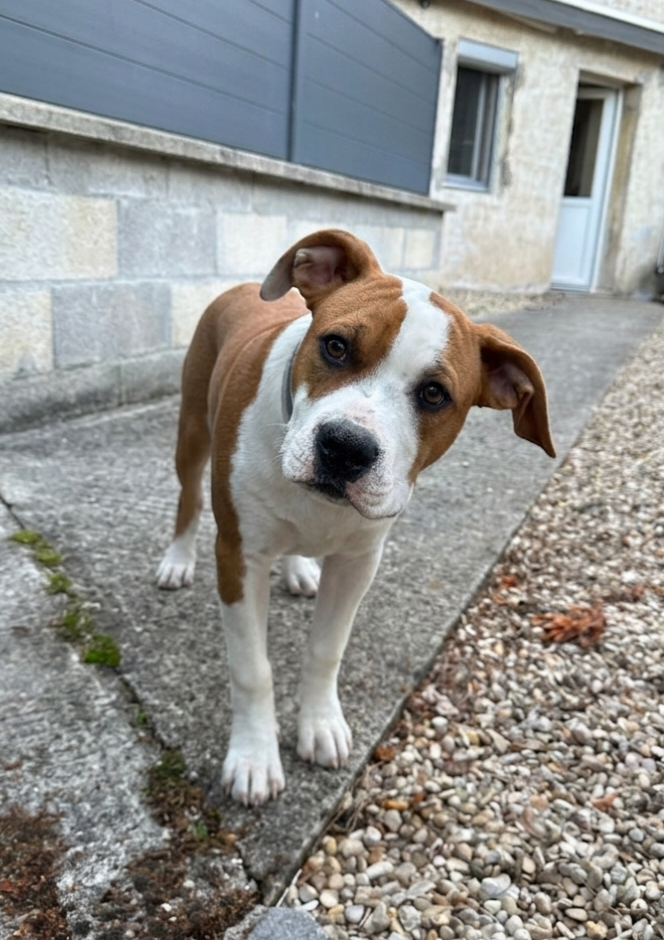 American Black Legion - Chiots disponibles - American Staffordshire Terrier
