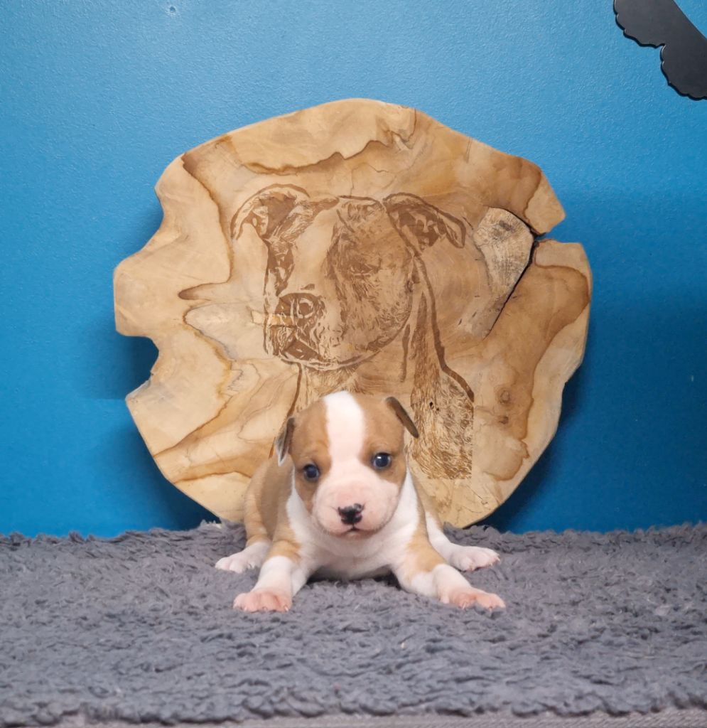 American Black Legion - Chiots disponibles - American Staffordshire Terrier