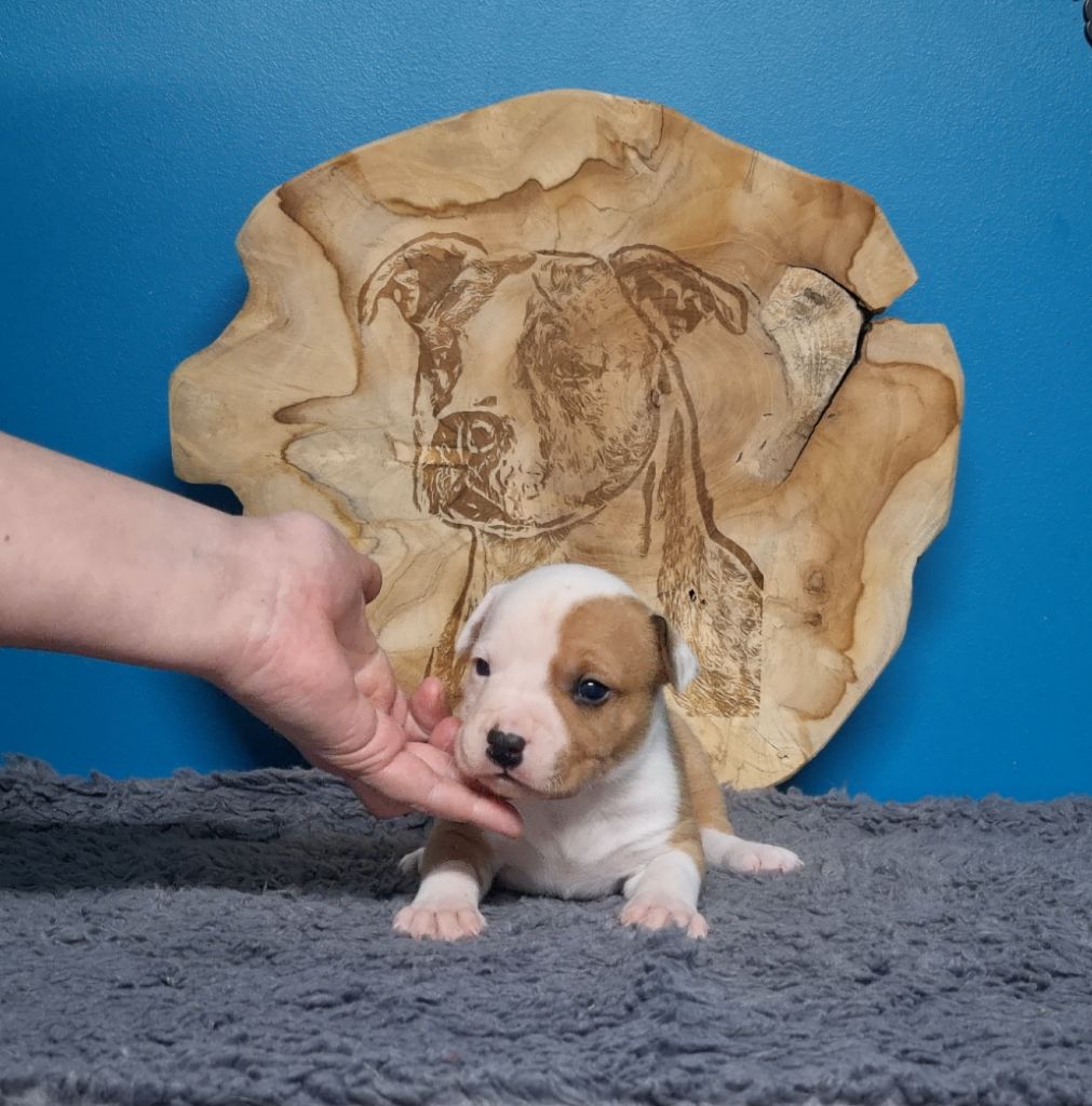 American Black Legion - Chiots disponibles - American Staffordshire Terrier