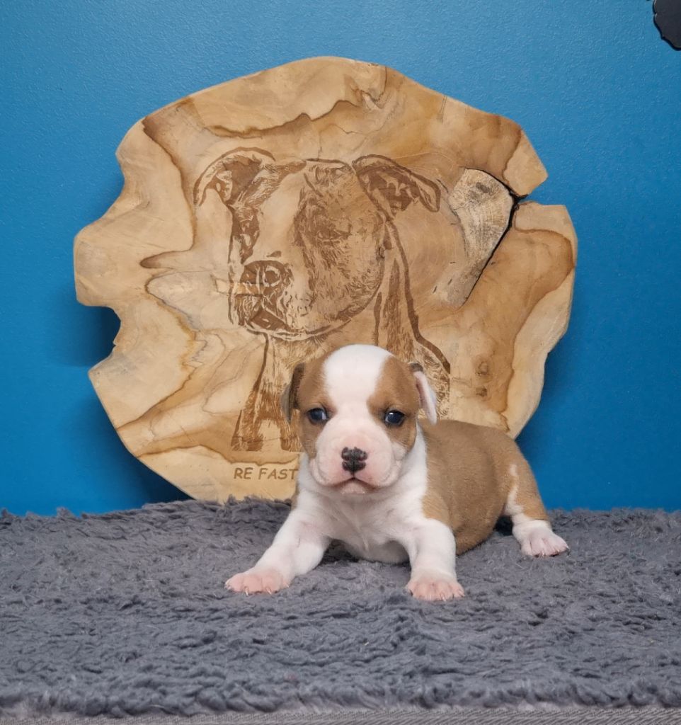 American Black Legion - Chiots disponibles - American Staffordshire Terrier