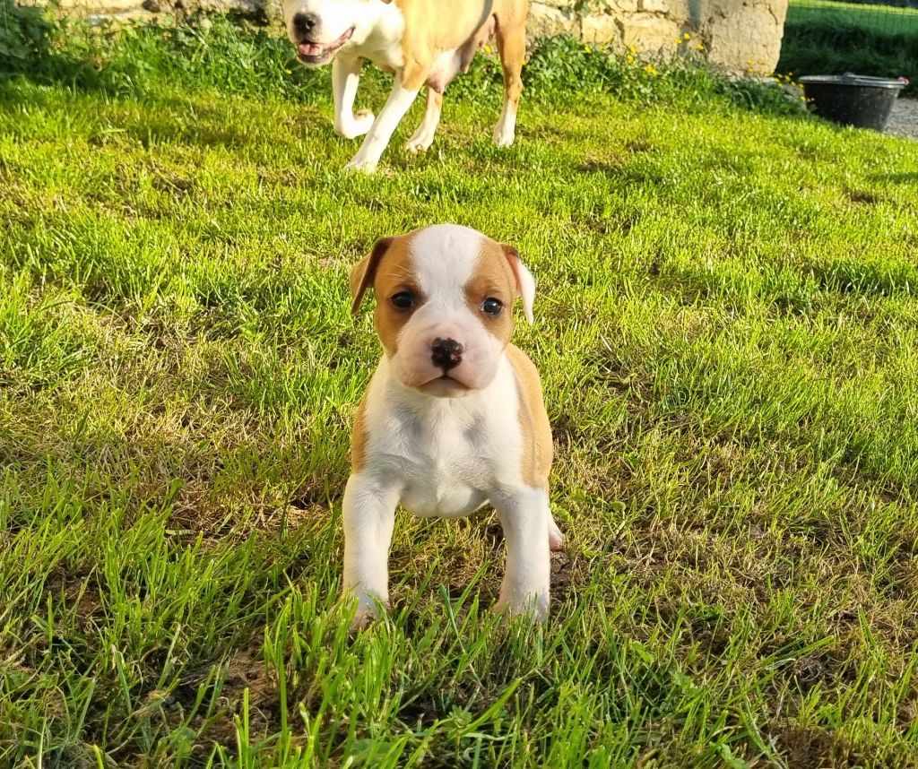 American Black Legion - Chiots disponibles - American Staffordshire Terrier