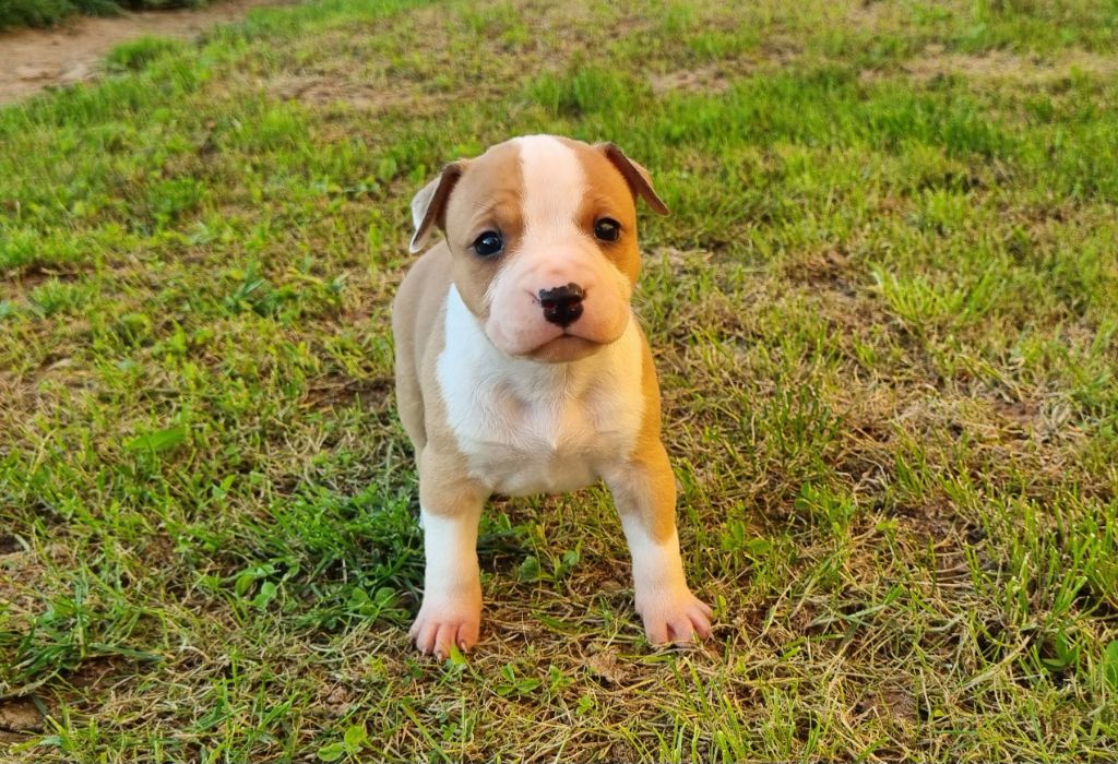 American Black Legion - Chiots disponibles - American Staffordshire Terrier