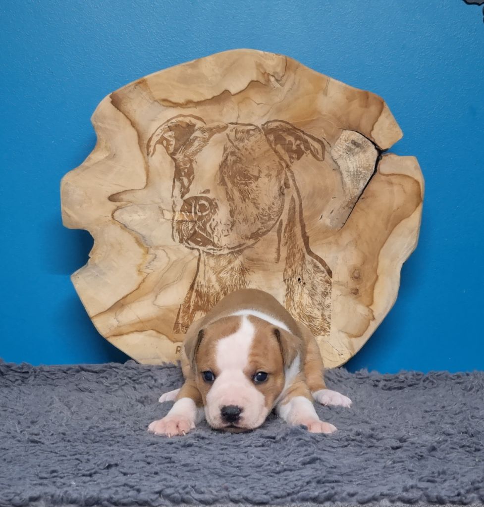 American Black Legion - Chiots disponibles - American Staffordshire Terrier