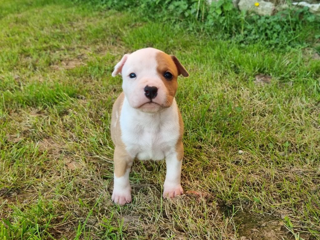 American Black Legion - Chiots disponibles - American Staffordshire Terrier