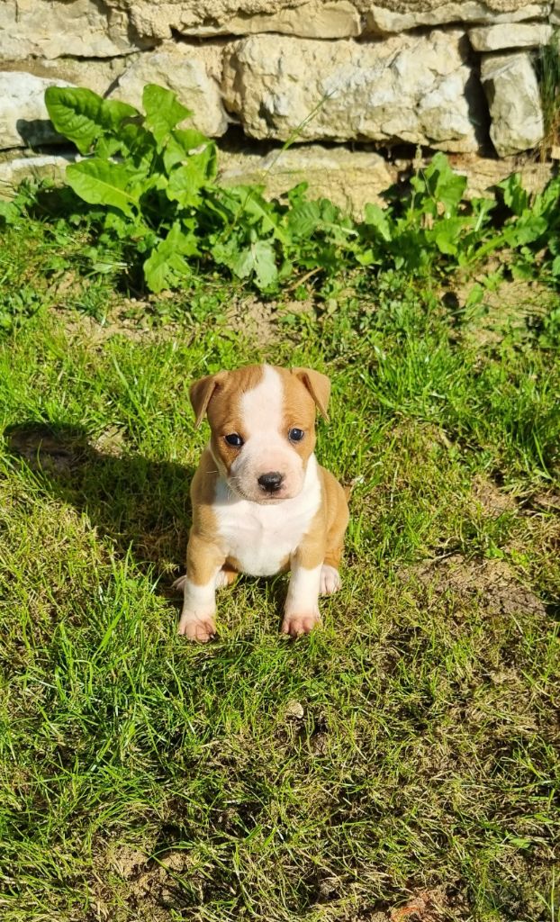 American Black Legion - Chiots disponibles - American Staffordshire Terrier