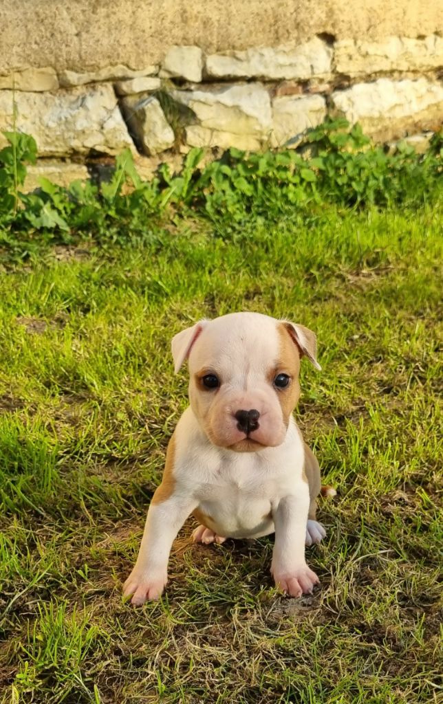 American Black Legion - Chiots disponibles - American Staffordshire Terrier