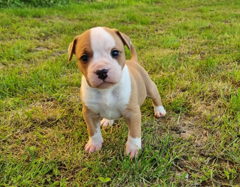 American Black Legion - Chiots disponibles - American Staffordshire Terrier