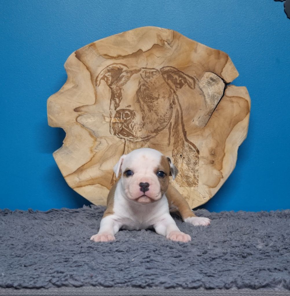 American Black Legion - Chiots disponibles - American Staffordshire Terrier