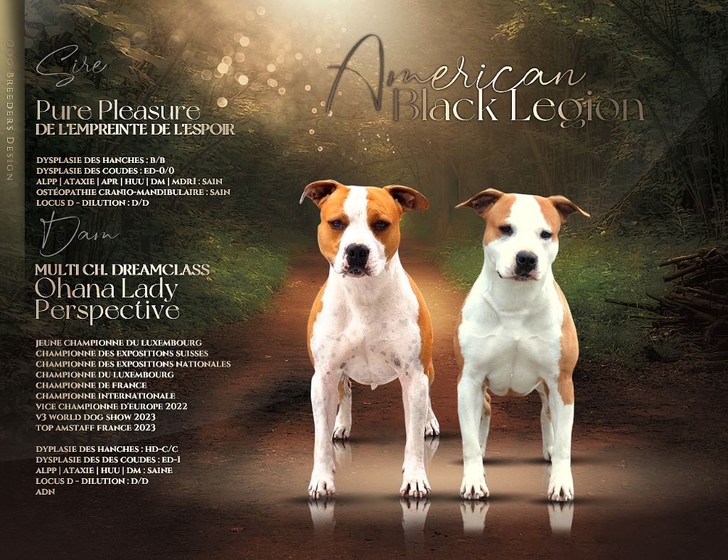 Chiot American Staffordshire Terrier American Black Legion